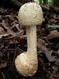 Amanita daucipes image