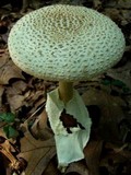Amanita daucipes image