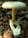 Amanita daucipes image