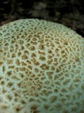 Amanita daucipes image