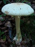Amanita daucipes image