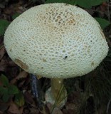 Amanita daucipes image