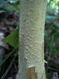 Amanita daucipes image