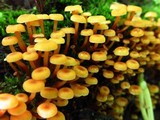 Xeromphalina kauffmanii image