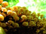 Xeromphalina kauffmanii image
