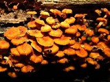 Xeromphalina kauffmanii image