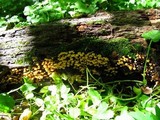 Xeromphalina kauffmanii image