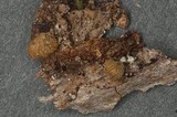 Simocybe haustellaris image