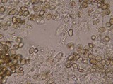 Simocybe haustellaris image