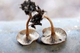 Arrhenia epichysium image