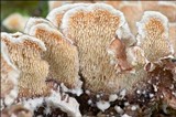 Steccherinum bourdotii image