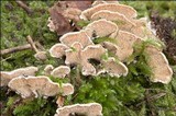 Steccherinum bourdotii image