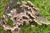 Steccherinum bourdotii image
