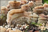 Steccherinum bourdotii image