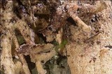 Steccherinum bourdotii image
