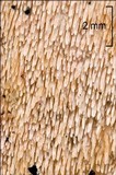 Steccherinum bourdotii image