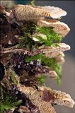 Steccherinum bourdotii image