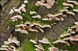 Steccherinum bourdotii image