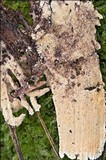 Steccherinum bourdotii image