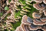 Steccherinum bourdotii image