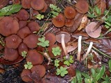 Psathyrella piluliformis image