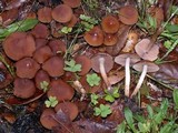 Psathyrella piluliformis image
