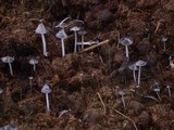 Coprinopsis cinerea image