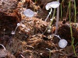 Coprinopsis ephemeroides image