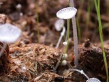 Coprinopsis ephemeroides image