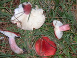 Russula sanguinaria image