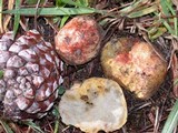 Rhizopogon occidentalis image