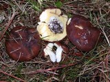 Suillus brevipes image