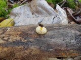 Pluteus chrysophlebius image