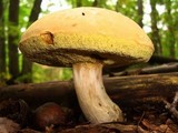 Boletus pallidus image