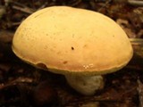 Boletus pallidus image