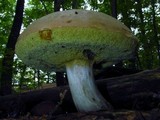 Boletus pallidus image