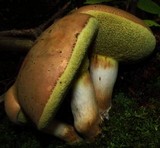 Boletus pallidus image