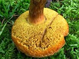 Boletus ferrugineus image