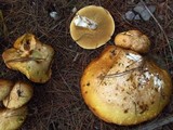 Suillus weaverae image