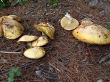 Suillus weaverae image