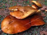 Suillus weaverae image
