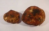 Rhizopogon rubescens image