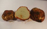 Rhizopogon rubescens image