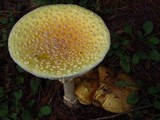 Suillus weaverae image