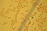Rhizopogon rubescens image