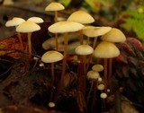 Strobilurus conigenoides image