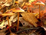 Mycena atkinsoniana image