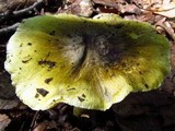 Tricholoma sejunctum image