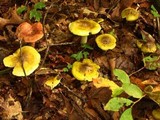 Tricholoma sejunctum image