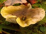 Tricholoma sejunctum image